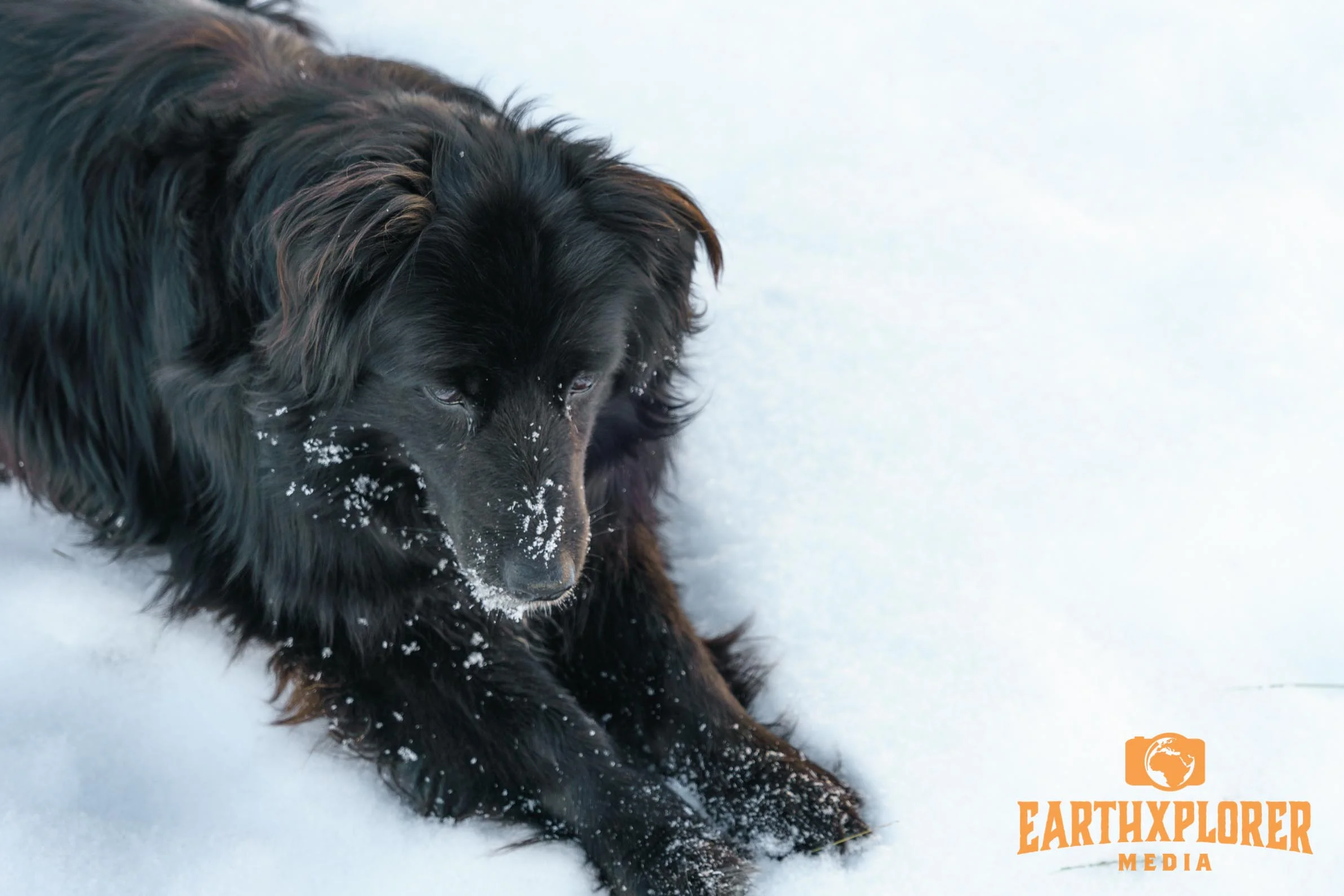 This is Shep - Mike’s trusty cowdog