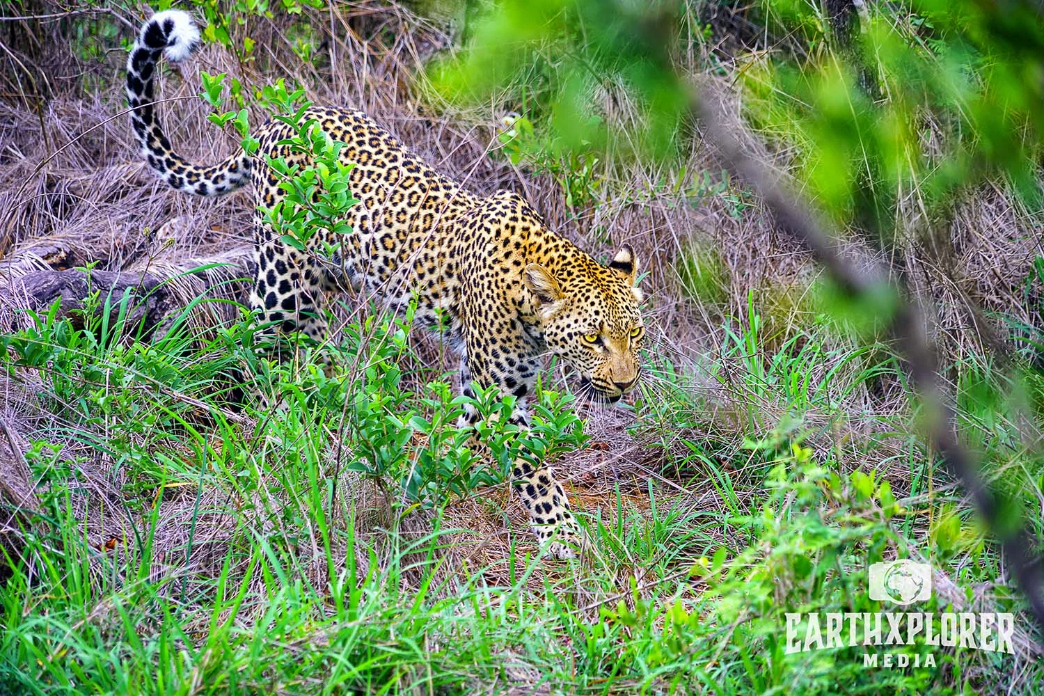 Leopard on the move in South Africa.jpg