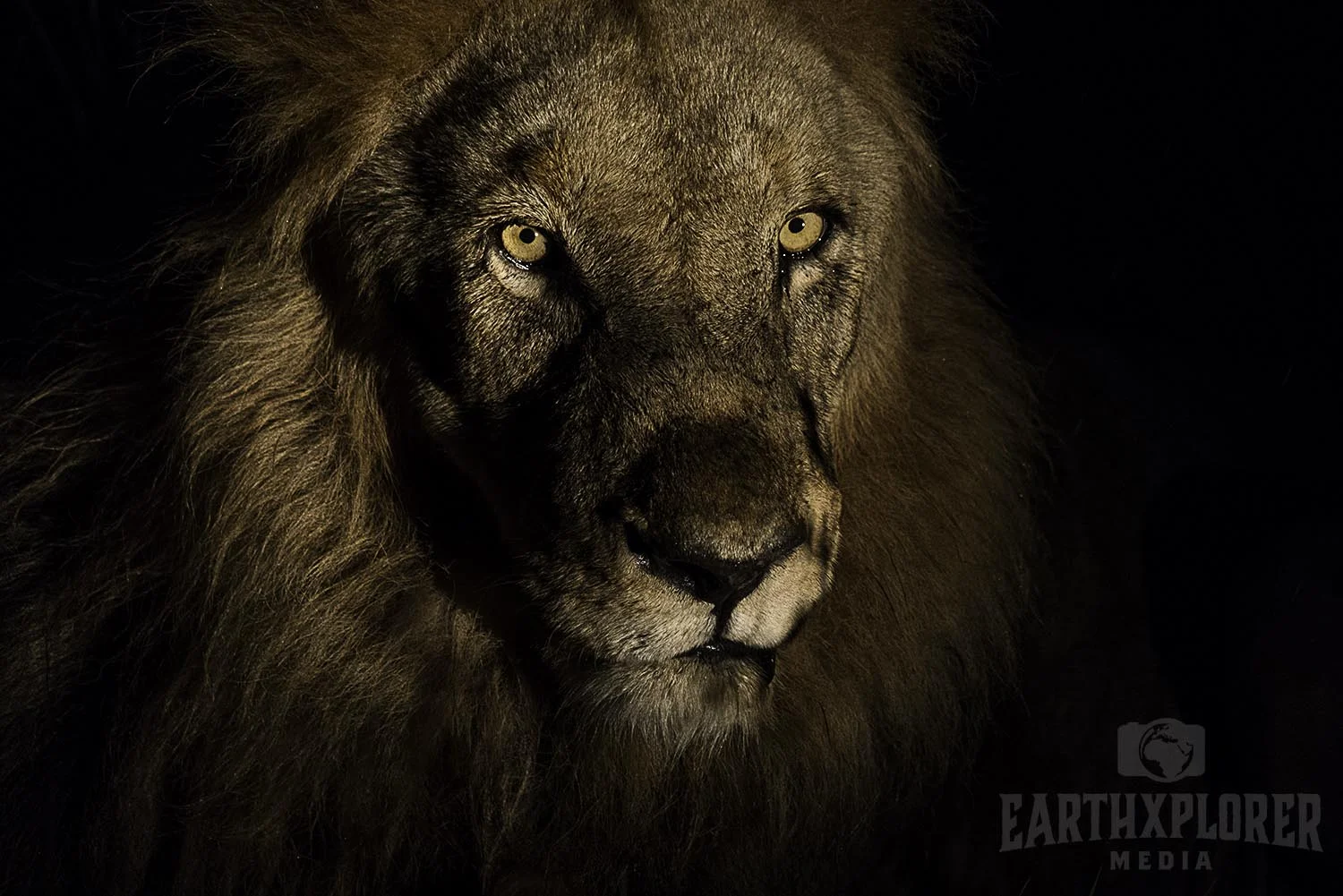 Lion in the rain in South Africa.jpg