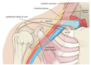 thoracic outlet.png