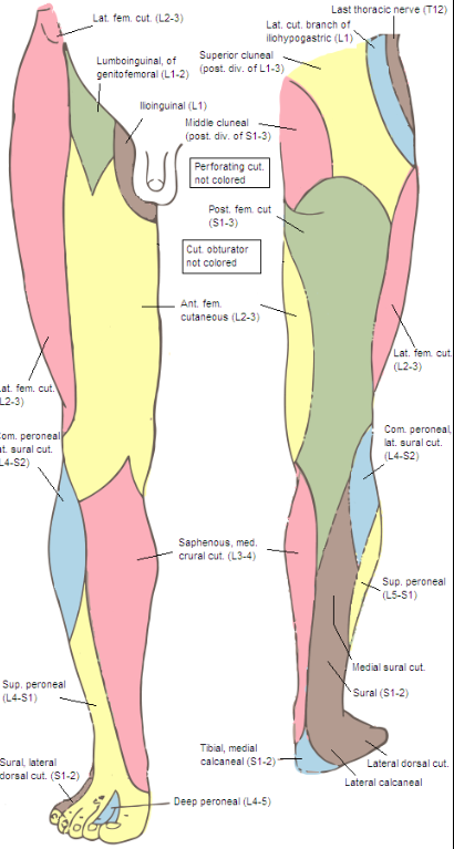 Dermatomes A Map To Your Spine Max Remedial Massage And Therapy