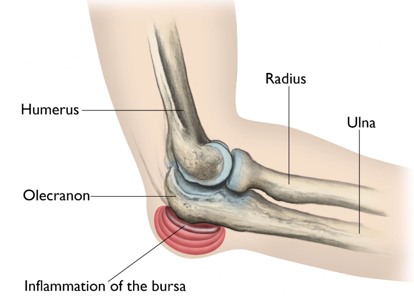 Olecranon Process Elbow Olecranon Process Elbow
