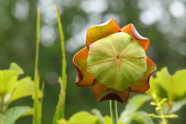 Pitcher Plant on creek from Laurel Lake