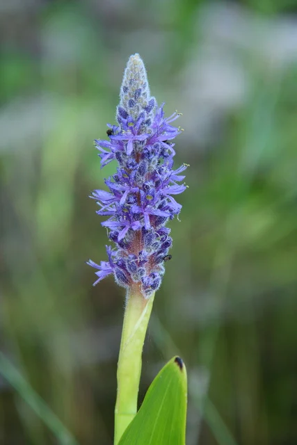Pickerel Weed on creek from Laurel Lake