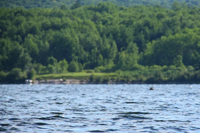 It's a moose in the middle of Little Cauchon Lake!