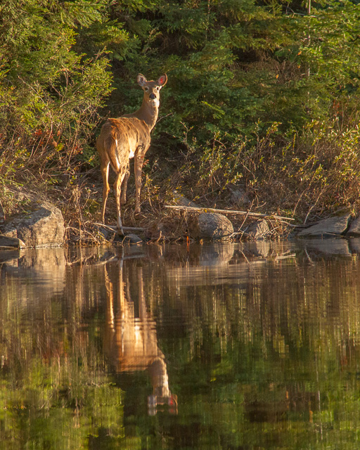 White-tailed Deer on Head Lake