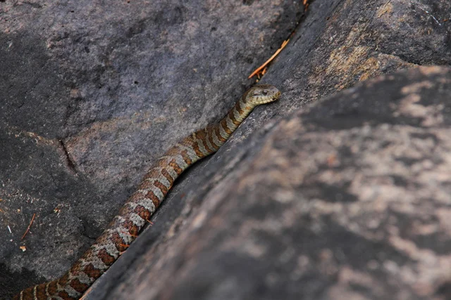 Northern Water Snake in High Falls area