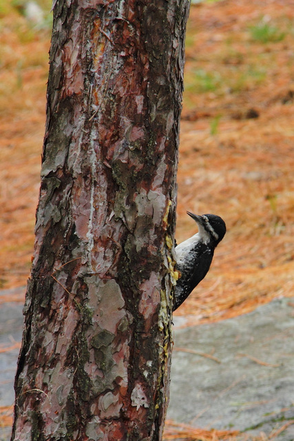 Black-backed Woodpecker in campsite on Opalescent Lake