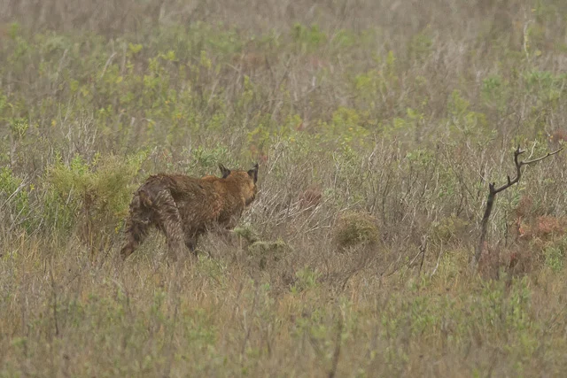 Bobcat, Laguna Atascosa National Wildlife Refuge, Texas, Canon 7D with Canon EF 500mm, 1/2000s @ f/8, ISO 1600