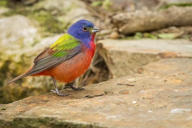 Painted Bunting, South Padre Island Convention Center, Texas, Canon 7D with Canon EF 500mm, 1/400s @ f/8, ISO 1600