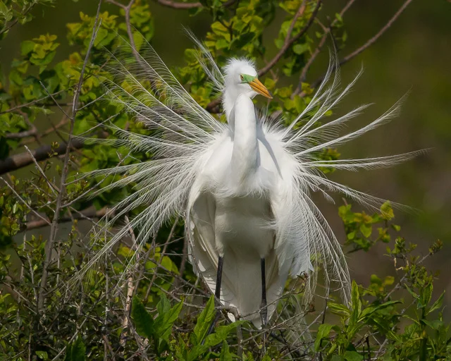 Great Egret, Rookery at Smith Oaks, High Island, Texas, Canon 7D with Canon EF 500mm, 1/8000s @ f/8, ISO 1600