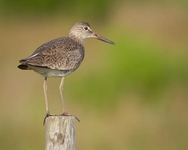 Willet, Bolivar Peninsula, Texas, Canon 7D with Canon EF 500mm, 1/3200s @ f/8, ISO 1600