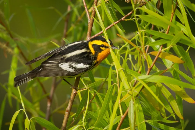 Blackburnian Warbler (obscured), Boy Scout Woods, High Island, Texas, Canon 7D with Canon EF 500mm, 1/3200s @ f/8, ISO 1600