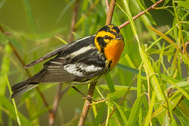 Blackburnian Warbler, Boy Scout Woods, High Island, Texas, Canon 7D with Canon EF 500mm, 1/5000s @ f/8, ISO 1600