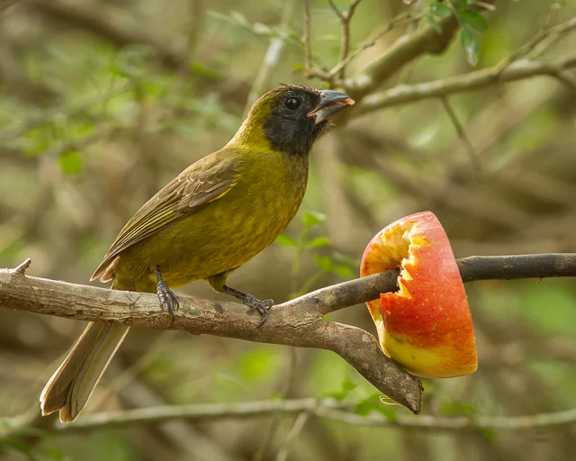 Crimson-collared Grosbeak, Sabal Palm Sanctuary, Texas, Canon 7D with Canon EF 500mm, 1/100s @ f/8, ISO 1600