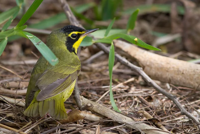 Kentucky Warbler, South Padre Island Convention Center, Texas, Canon 7D with Canon EF 500mm, 1/320s @ f/8, ISO 1600