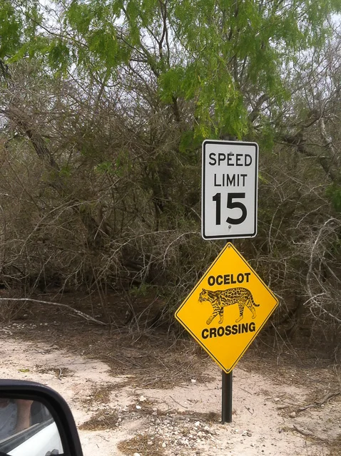 Highly unlikely but possible!, Laguna Atascosa National Wildlife Refuge, Texas, iPhone, 1/1100s @ f/2.8, ISO 80