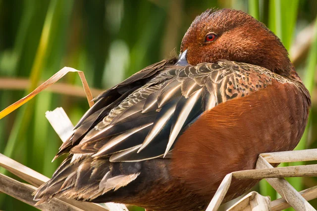 Cinnamon Teal, Leonabelle Turnbell Birding Center, Port Aransas, Texas, Canon 7D with Canon EF 500mm, 1/640s @ f/11, ISO 800