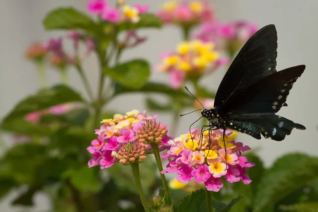 Butterfly, Joan & Scott Holt Paradise Pond, Port Aransas, Texas, Canon 7D with Canon EF 500mm, 1/8000s @ f/8, ISO 1600