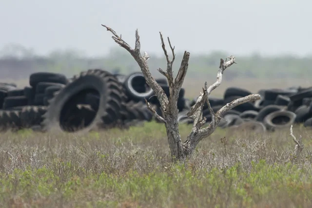 Ever heard of a tire fence?, Old Port Isabel Road, north of Brownsville, Texas, Canon 7D with Canon EF 500mm, 1/3200s @ f/8, ISO 1600