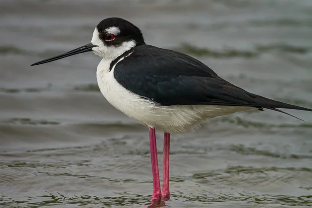 Black-necked Stilt, South Padre Island Birding & Nature Center, Texas, Canon 7D with Canon EF 500mm, 1/6400s @ f/8, ISO 1600
