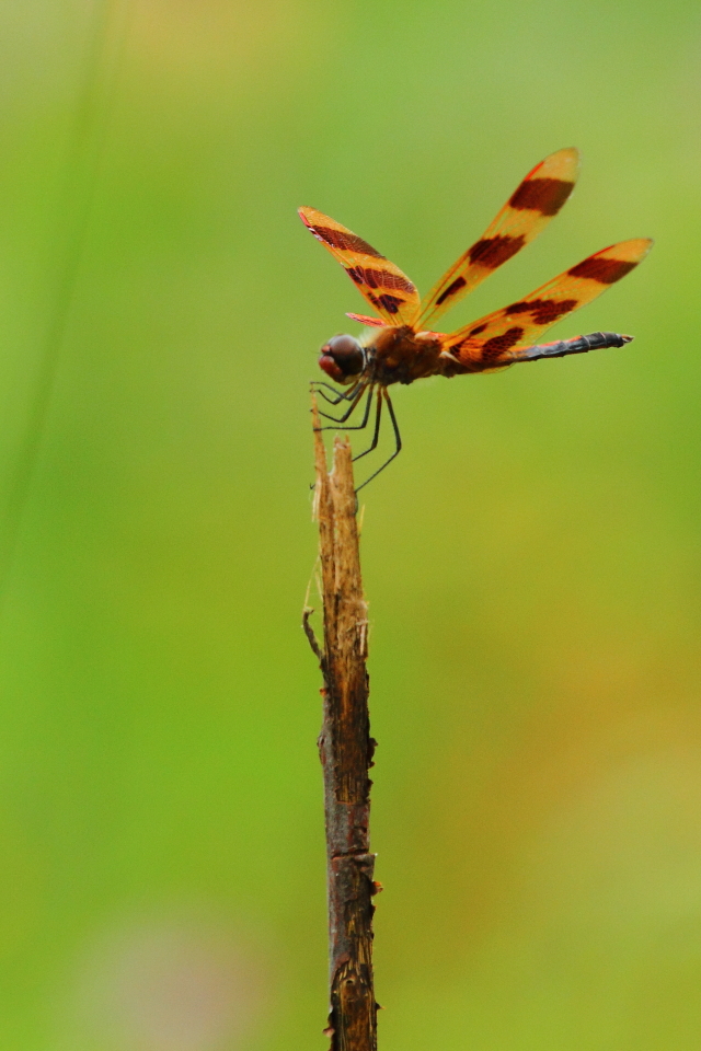Halloween Pennant, Canon 7D with Canon 500mm, 1/500s, f/10, ISO 400