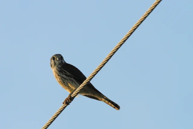 Merlin, Canon 7D with Canon 500mm, 1/2000s, f/8, ISO 400
