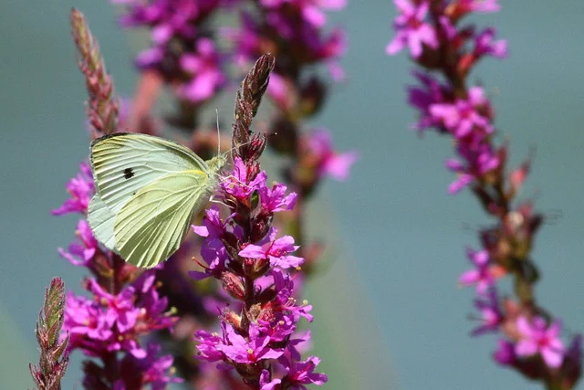 Small Cabbage White Butterfly on Purple Loosestrife, Canon 7D with Canon EF 500mm, 1/3200s @ f/8, ISO 1600