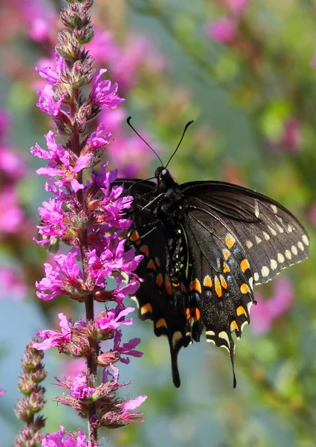 Black Swallowtail, Canon 7D with Canon EF 500mm, 1/800s @ f/8, ISO 400