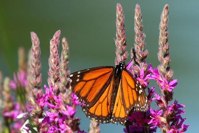 Monarch Butterfly, Canon 7D with Canon EF 500mm, 1/2500s @ f/8, ISO 1600