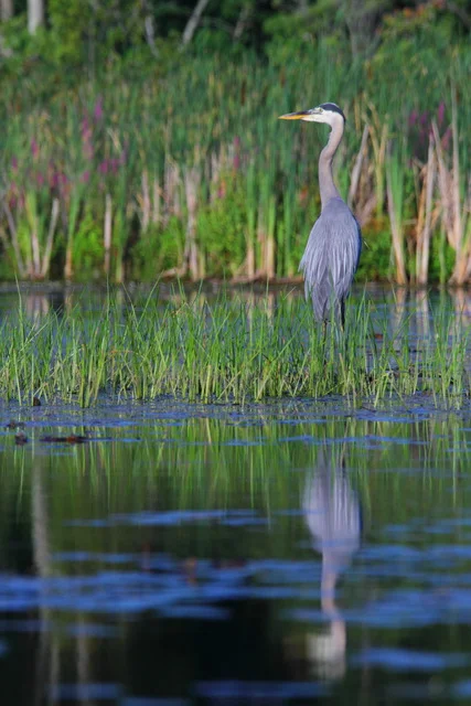 Great Blue Heron, Canon 7D with Canon EF 28-300mm @ 300mm, 1/1250s, f/8, ISO 800