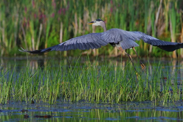 Great Blue Heron, Canon 7D with Canon EF 28-300mm @ 300mm, 1/1250s, f/8, ISO 800