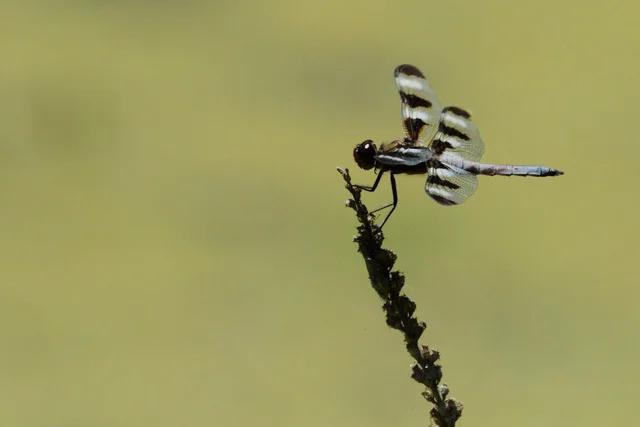 Twelve-Spotted Skimmer , Canon 7D with Canon EF 500mm, 1/4000s, f/8, ISO 800