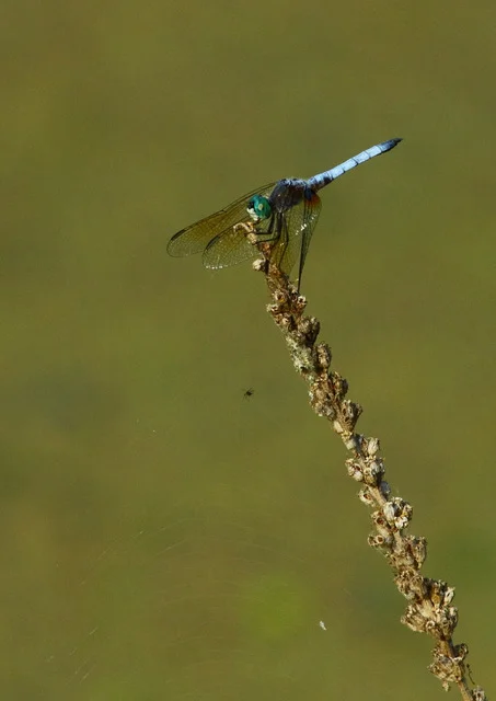 Canon 7D with Canon EF 500mm, 1/640s, f/13, ISO 800