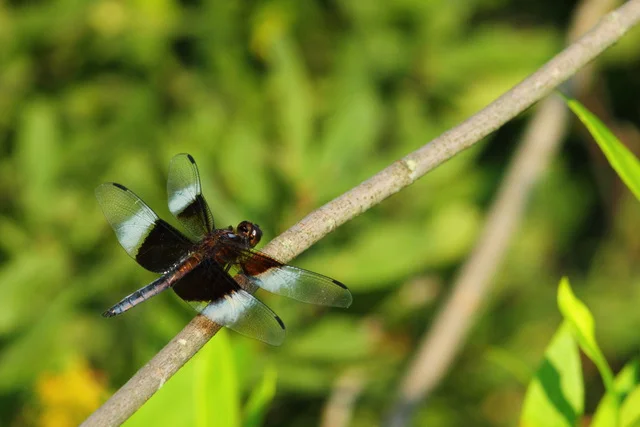 Widow Skimmer , Canon 7D with Canon EF 500mm, 1/1600s, f/8, ISO 800