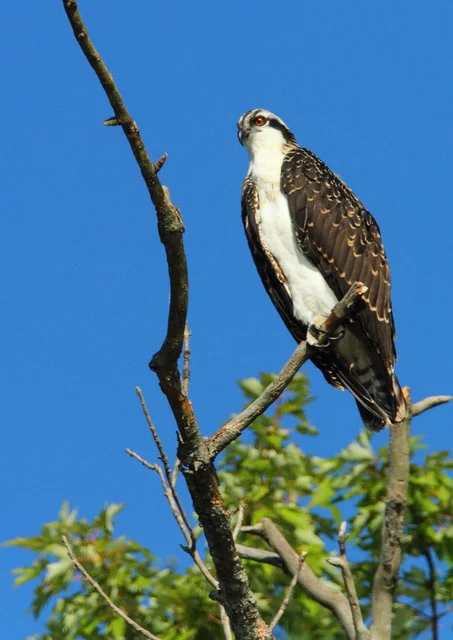 Osprey, Canon 7D with Canon EF 28-300mm @ 300mm, 1/3200s, f/8, ISO 800