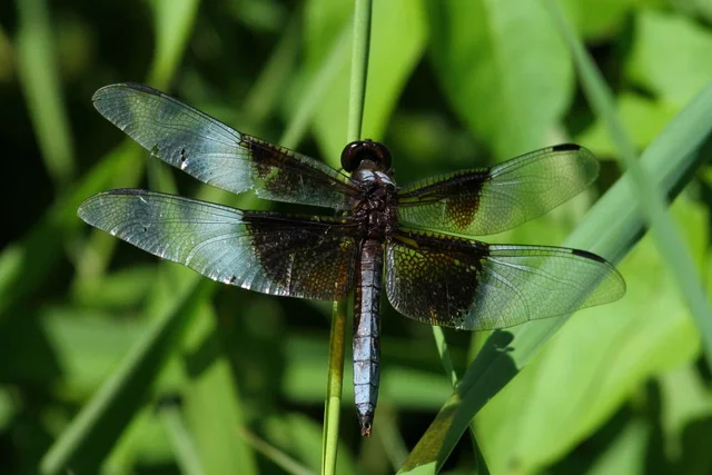Widow Skimmer, Canon 7D with Canon EF 500mm, 1/1600s @ f/8, ISO 800
