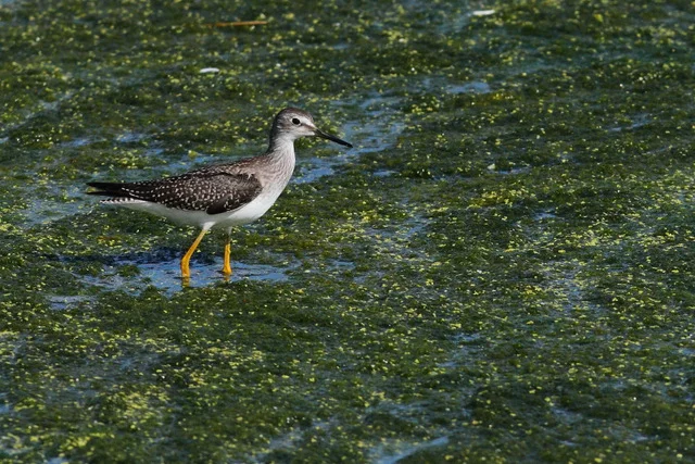 Lesser Yellowlegs - Canon 7D with Canon EF 500mm, 1/5000s @ f/8, ISO 800