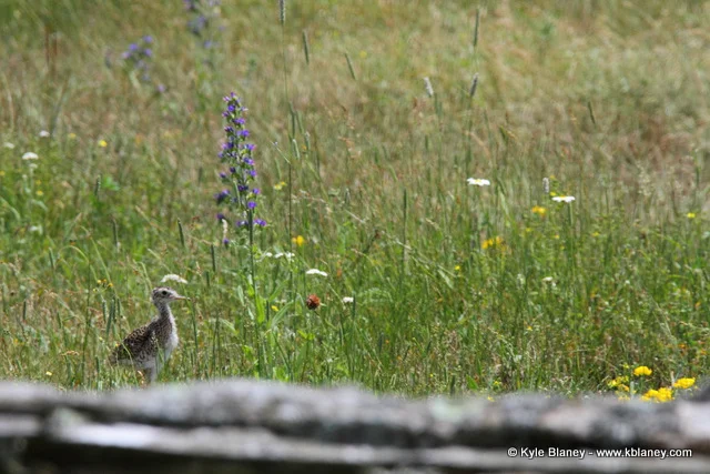 Upland Sandpiper, Canon 7D with Canon EF 28-300mm @ 300mm, f/8, 1/1000s, ISO 400