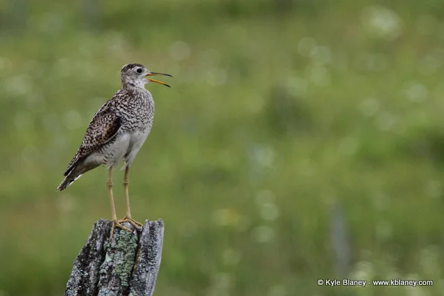 Upland Sandpiper, Canon 7D with Canon EF 28-300mm @ 300mm, f/8, 1/400s, ISO 400