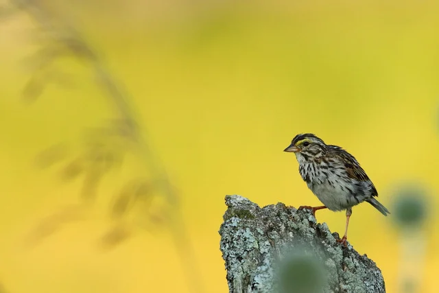 Savannah Sparrow, Canon 7D with Canon EF 500mm, f/8, 1/400s, ISO 400