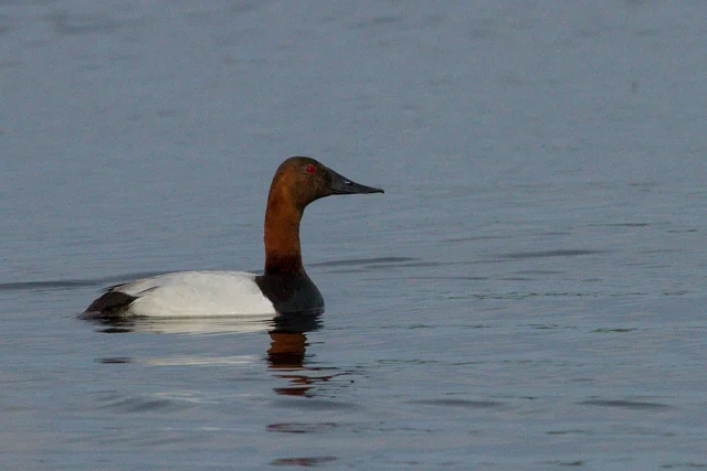 Canvasback, Maymont, Saskatchewan, Canon 7D with Canon EF 500mm, 1/3200s @ f/8, ISO 1600
