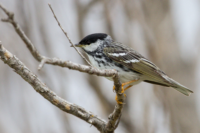 Blackpoll Warbler, Oak Hammock Marsh, Manitoba, Canon 7D with Canon EF 500mm, 1/800s @ f/8, ISO 1600