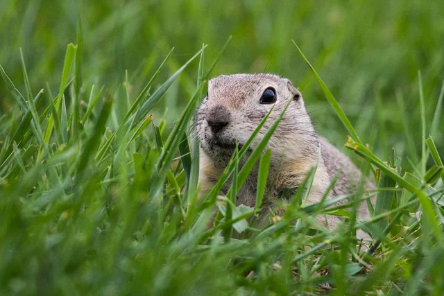 Richardson's Ground Squirrel, Oak Hammock Marsh, Manitoba, Canon 7D with Canon EF 500mm, 1/1000s @ f/8, ISO 1600