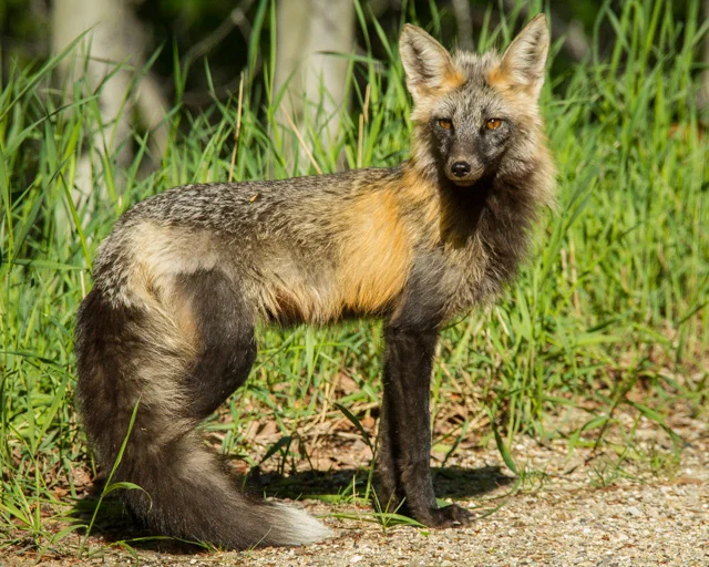 Red Fox, Saskatoon Mountain Natural Area, Alberta, Canon 7D with Canon EF 28-300mm @ 300mm, 1/2500s @ f/8, ISO 1600