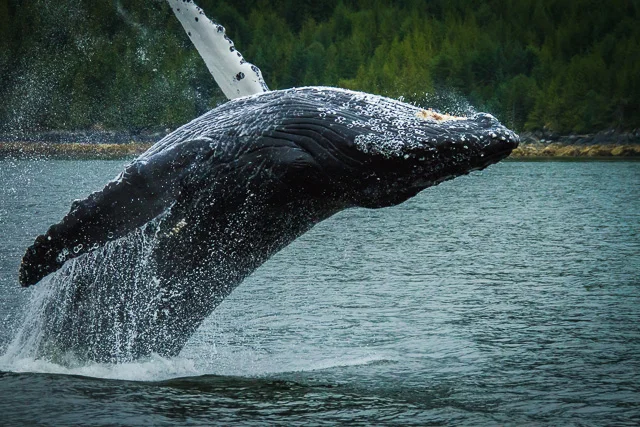 Humpback Whale, Canon 7D with Canon EF 28-300mm @ 180mm, 1/2000s @ f/8.0, ISO 1600