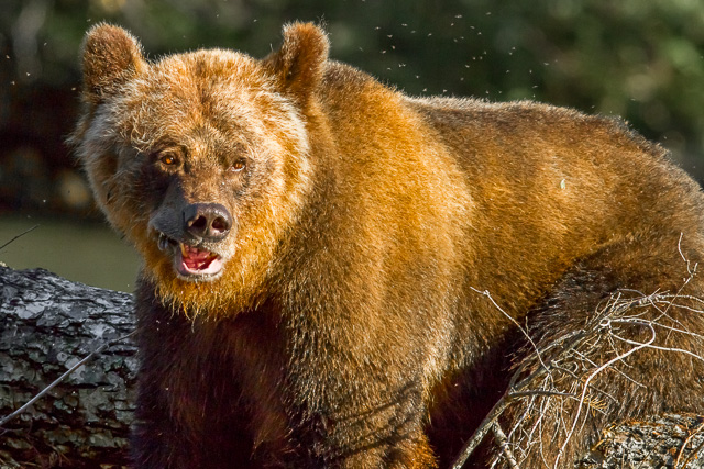 Grizzly Bear, Canon 7D with Canon EF 500mm, 1/1600s @ f/8.0, ISO 400