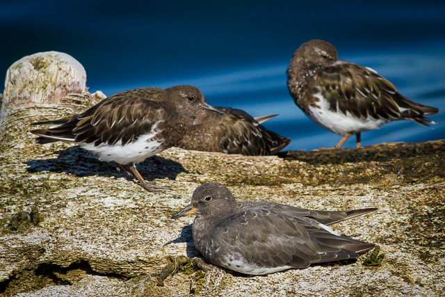 Black Turnstone & Surfbird, Shearwater, Canon 7D with Canon EF 500mm, 1/2500s @ f/8.0, ISO 400