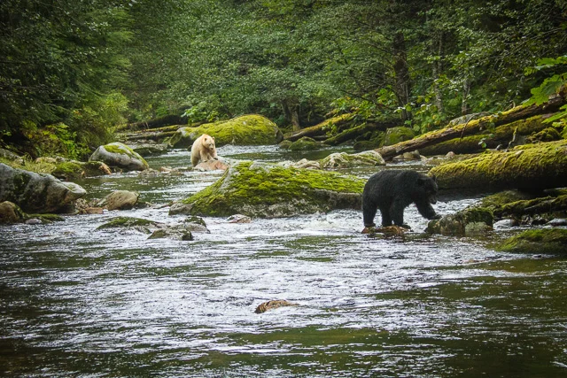 Kermode Bear & American Black Bear, Canon 7D with Canon EF 28-300mm @ 70mm, 1/1000s @ f/6.3, ISO 1600