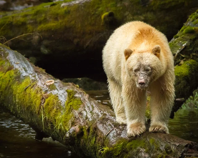 Kermode Bear, Canon 7D with Canon EF 28-300mm @ 300mm, 1/1000s @ f/7.1, ISO 1600